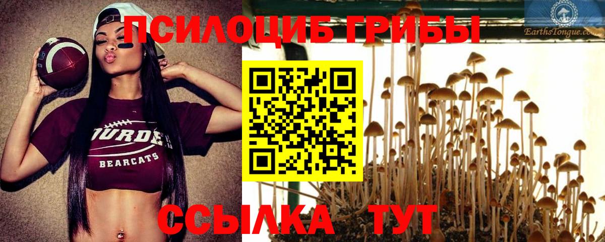 Галлюциногенные грибы Psilocybe  Псилоцибиновые грибы Psilocybe  Благодарный  Вход с VPN 